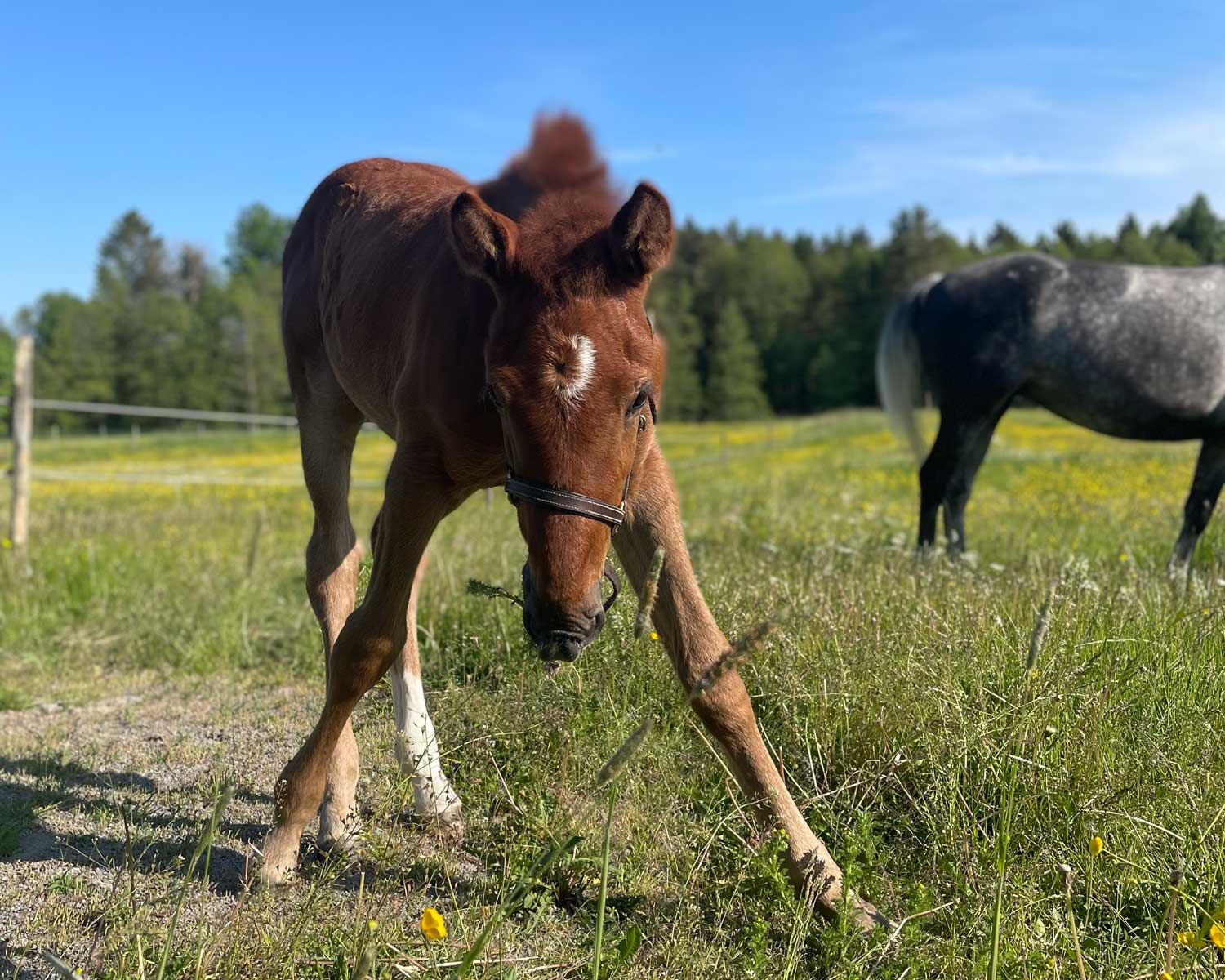 Gårdsmönstring föl, Luna